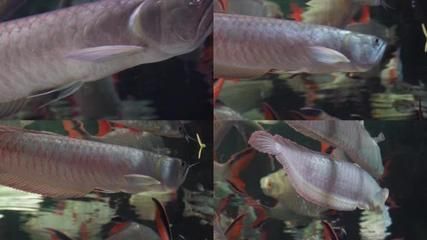 金龍魚和銀龍魚的區別在哪里（金龍魚與銀龍魚的區別）