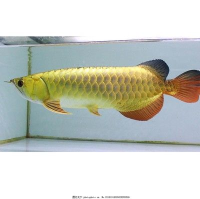 金金龍魚素材圖片：金金龍魚圖片