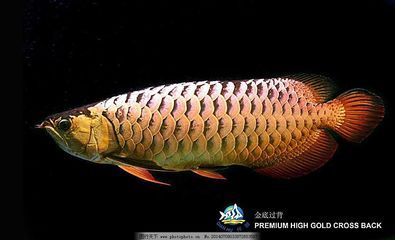 金金龍魚素材圖片：金金龍魚圖片