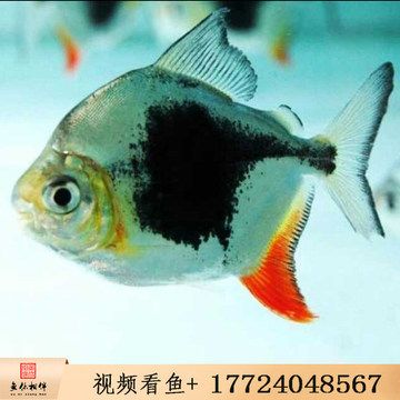 龍魚(yú)魚(yú)友群：龍魚(yú)魚(yú)友群交流平臺(tái)