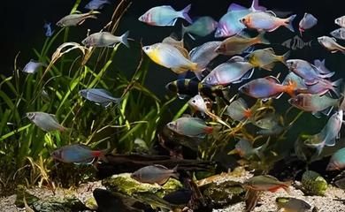 龍魚(yú)魚(yú)友群：龍魚(yú)魚(yú)友群交流平臺(tái)