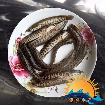 龍魚苗喂什么長得快，