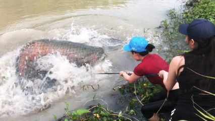 龍魚可以一直喂蝦嗎，需要注意什么：龍魚可以一直喂蝦嗎