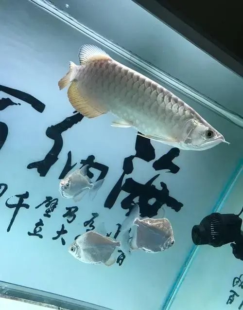 龍魚缸的最佳觀賞距離是多少？