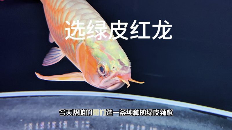 紅龍魚分幾種顏色
