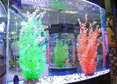 臨城縣魚悅水族館（臨城水庫賣魚在哪里）
