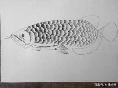 龍魚繪畫，龍魚畫作欣賞與模仿， 龍魚繪畫，龍魚畫作欣賞與模仿， 龍魚百科 第5張