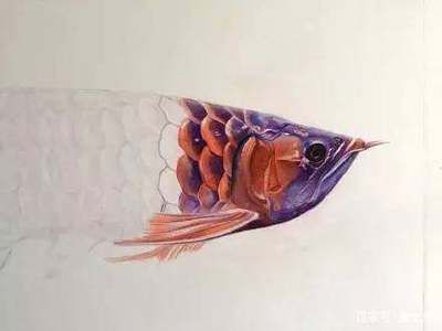 龍魚繪畫，龍魚畫作欣賞與模仿， 龍魚繪畫，龍魚畫作欣賞與模仿， 龍魚百科 第1張