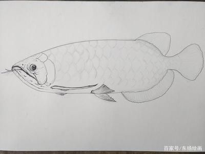 龍魚繪畫，龍魚畫作欣賞與模仿， 龍魚繪畫，龍魚畫作欣賞與模仿， 龍魚百科 第4張