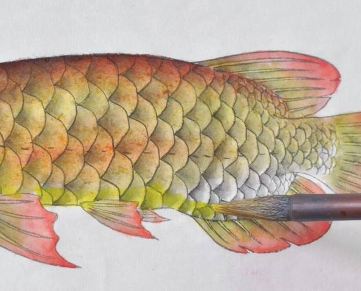 <strong><mark>增城</mark></strong>市新塘明艷水族館（<strong><mark>增城</mark></strong>市新塘明艷水族館電話）