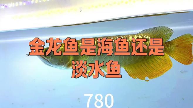 圖騰龍魚多少錢
