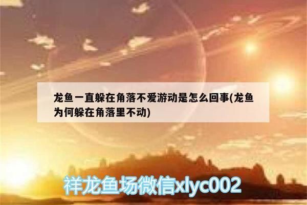 紅龍魚(yú)為什么不游停在上面（紅龍魚(yú)不游動(dòng)可能由多種因素引起紅龍魚(yú)不游動(dòng)可能由多種因素引起）