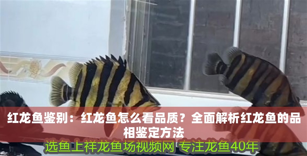紅龍魚鑒別：紅龍魚怎么看品質(zhì)？全面解析紅龍魚的品相鑒定方法