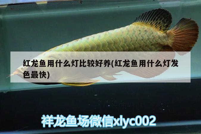 無棣縣花無缺花卉店