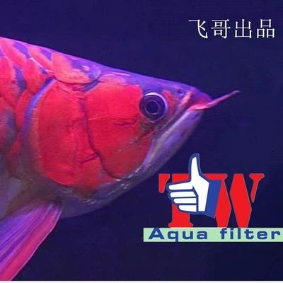 養(yǎng)龍魚水質(zhì)ph值標(biāo)準(zhǔn)：養(yǎng)龍魚時(shí)水質(zhì)ph值的標(biāo)準(zhǔn)是6.5-7.5-7.5
