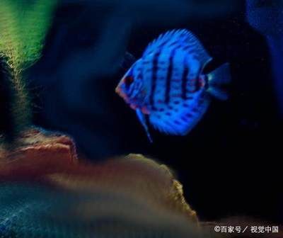 養(yǎng)龍魚水質(zhì)ph值標(biāo)準(zhǔn)：養(yǎng)龍魚時(shí)水質(zhì)ph值的標(biāo)準(zhǔn)是6.5-7.5-7.5