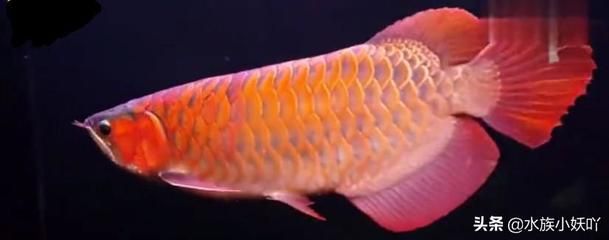 一千萬的金龍魚：1.5公斤的金龍魚可以賣到18萬元，比黃金還貴