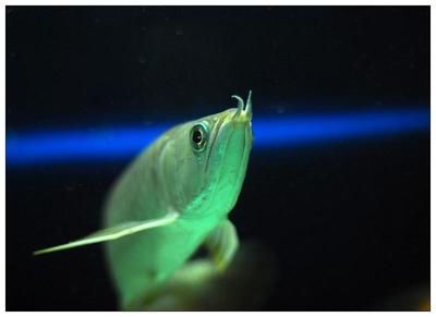 龍魚張大嘴 像打哈欠一樣是什么病：龍魚張大嘴像打哈欠一樣是什么病