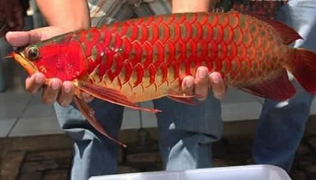 血龍魚(yú)多少錢(qián)一條圖片