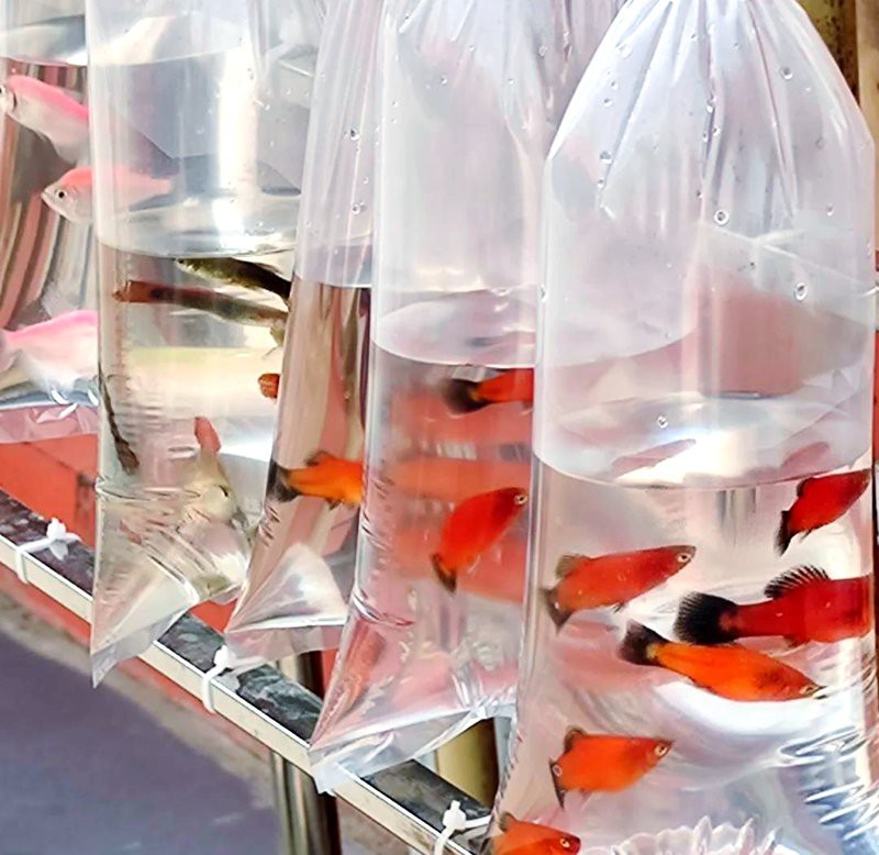 太原龍魚批發在哪里賣的