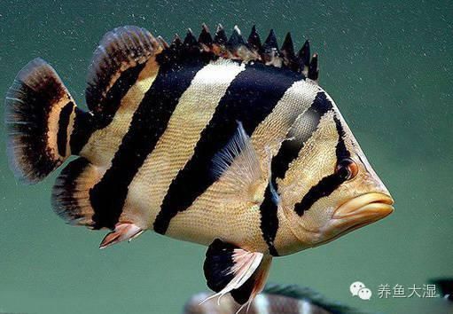 紅鸚鵡魚與銀版魚混養(yǎng)注意事項：紅鸚鵡魚與銀板魚混養(yǎng)喂食技巧紅鸚鵡魚與銀板魚混養(yǎng)喂食技巧