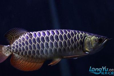 怎樣擦魚缸不嚇到龍魚：如何正確的清潔魚缸，避免驚嚇到龍魚