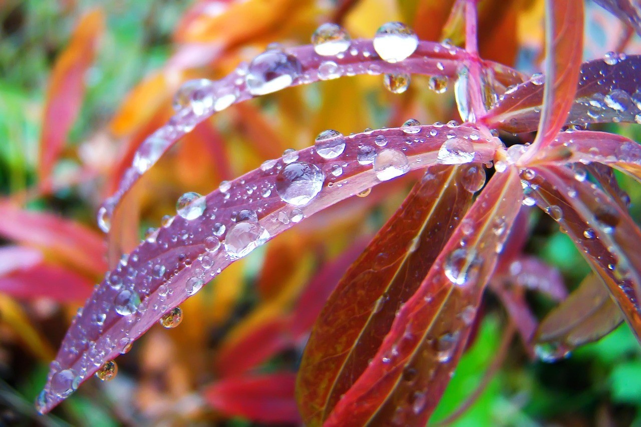 有哪些植物是六角恐龍魚的天敵？