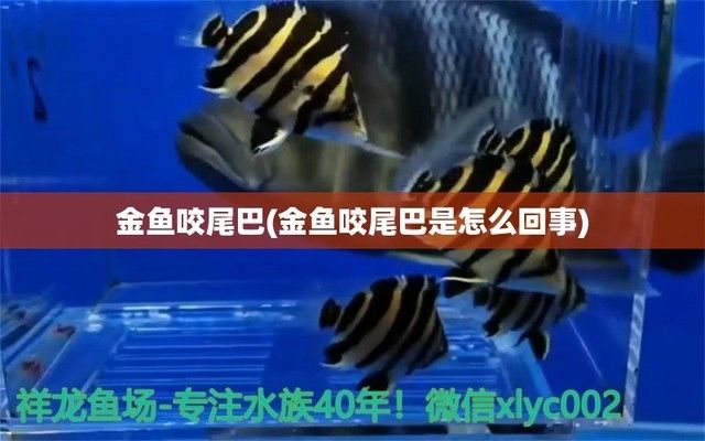 龍魚互相咬尾巴是怎么回事：如何解決龍魚互相咬尾的問題
