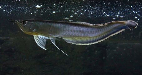 黑龍魚的介紹詞：黑龍魚多少錢一條