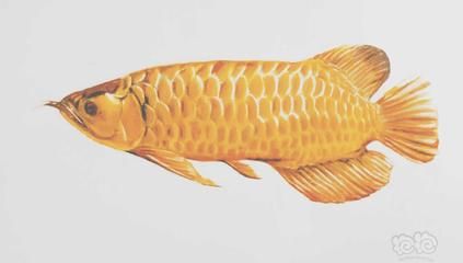 龍魚 壁紙：龍魚壁紙的設計和功能