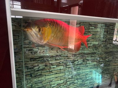 紅龍魚缸底色用哪種好看一點的（養紅龍魚缸底和背景的顏色求指點）