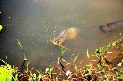 野生龍魚生活環境要求：野生龍魚的生活環境要求