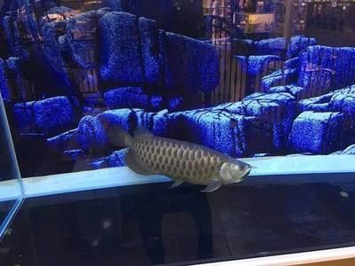 龍魚換缸趴缸：龍魚換缸后出現趴缸的原因及對策