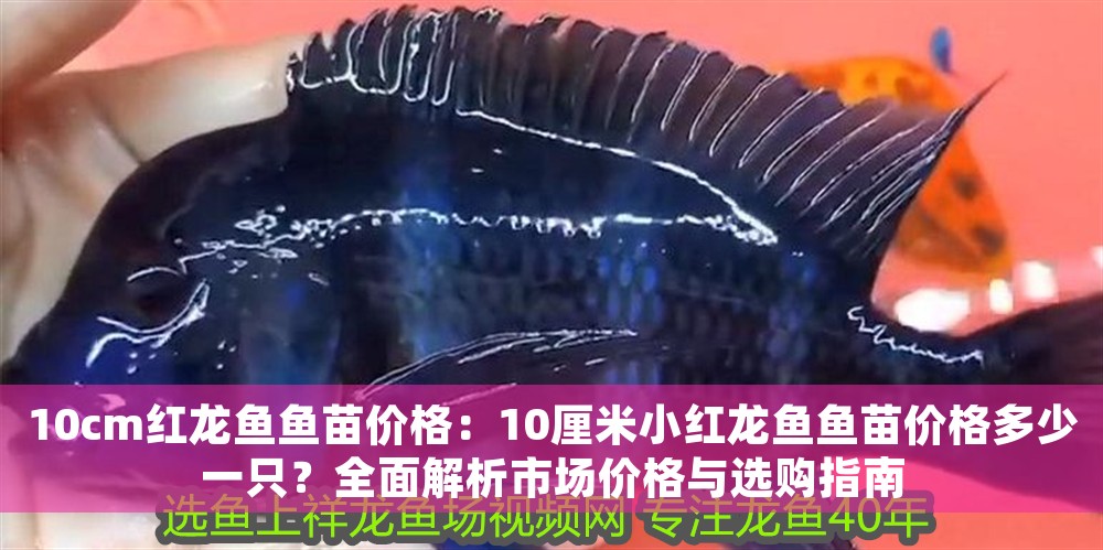10cm紅龍魚(yú)魚(yú)苗價(jià)格：10厘米小紅龍魚(yú)魚(yú)苗價(jià)格多少一只？全面解析市場(chǎng)價(jià)格與選購(gòu)指南