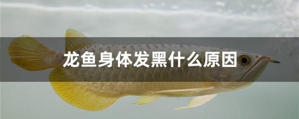 龍魚嘴巴發(fā)黑是什么病引起的：龍魚嘴巴發(fā)黑是什么原因引起的