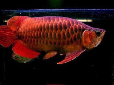 紅龍魚的特征有哪些圖片