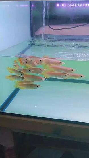 紅龍魚的特征有哪些圖片