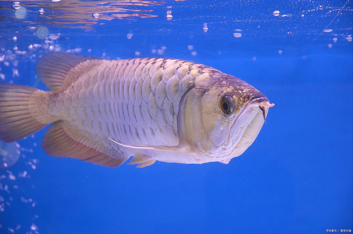 如何判斷龍魚是否弓背？