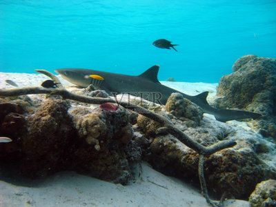 觀賞鯊魚能和龍魚混養嗎：觀賞鯊魚可以與龍魚混養但需要注意以下幾點