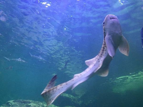 觀賞鯊魚能和龍魚混養嗎：觀賞鯊魚可以與龍魚混養但需要注意以下幾點