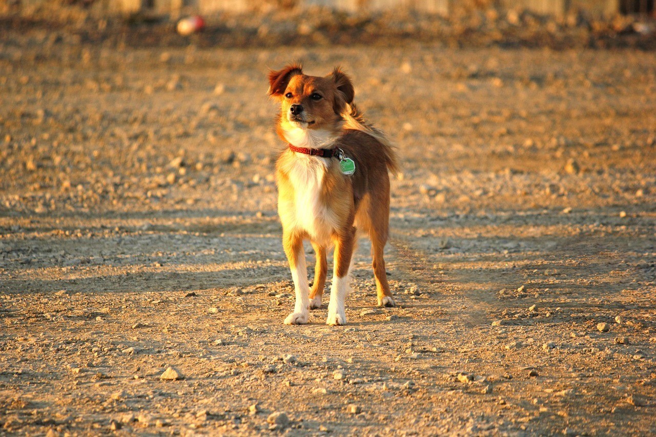 牡丹江市東安區寵之森寵物店（牡丹江市東安區寵之森寵物店地址）