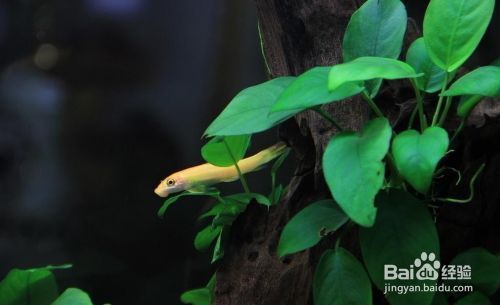 中藝海洋文化發(fā)展（大連）有限公司（大連中藝畫(huà)室）