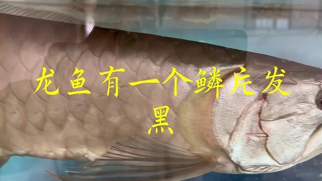 金龍魚魚鱗變黑怎么治