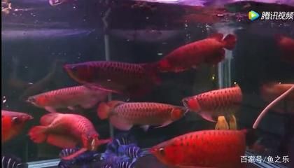 龍魚可以喂活食嗎為什么(如何判斷龍魚是否喜歡活食,龍魚活食與人工飼料的營養對比) 龍魚百科 第5張 龍魚可以喂活食嗎為什么(如何判斷龍魚是否喜歡活食,龍魚活食與人工飼料的營養對比) 龍魚可以喂活食嗎為什么(如何判斷龍魚是否喜歡活食,龍魚活食與人工飼料的營養對比) 龍魚百科 第5張