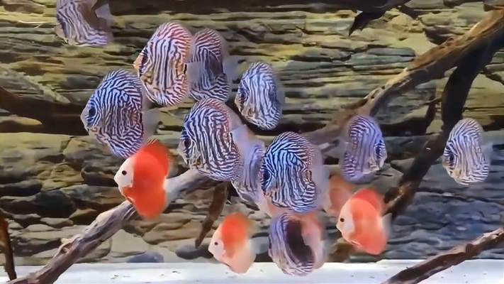 薛城區美人魚水族館（薛城區美人魚水族館地址）