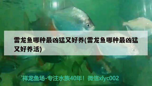 景洪尖瑞水族店