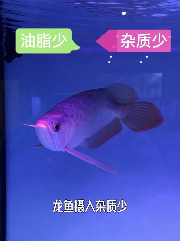 銀龍魚吃顆粒飼料嗎