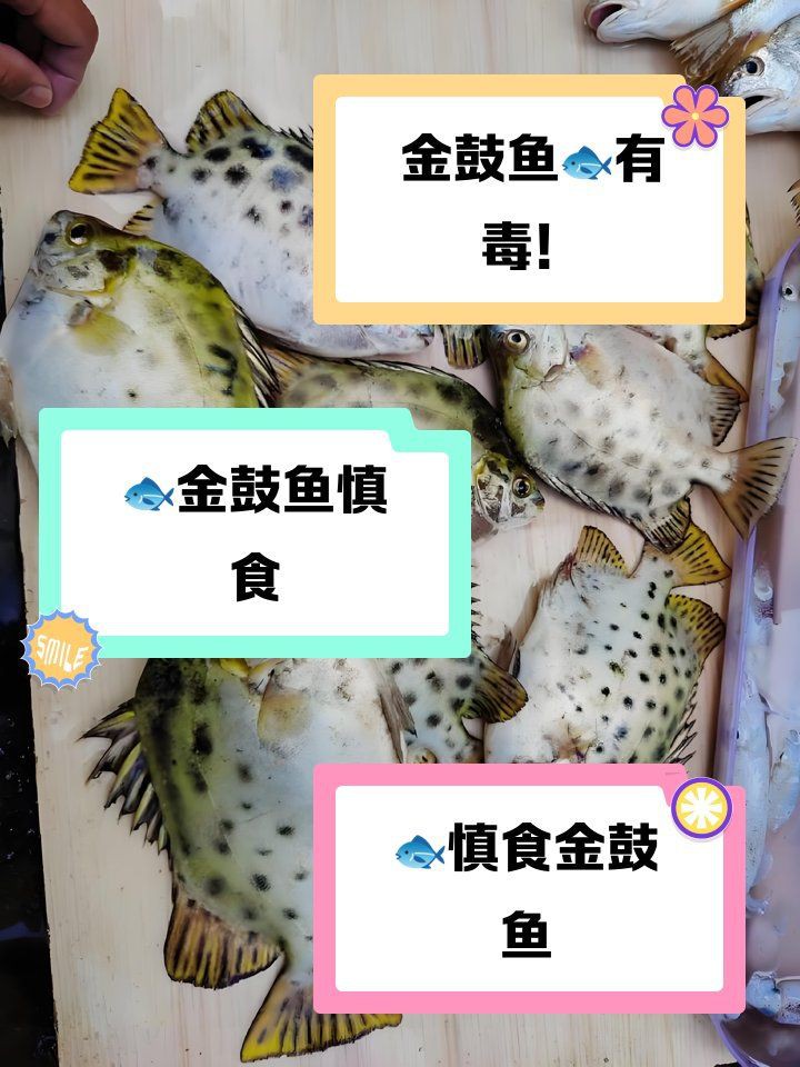 金鼓魚有毒嗎