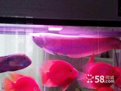 龍魚(yú)哪里買好養(yǎng)的，購(gòu)買好養(yǎng)的龍魚(yú)需要考慮哪些因素