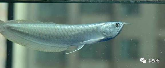 龍魚白色品種是否能吃？：龍魚白色品種是否可以吃？